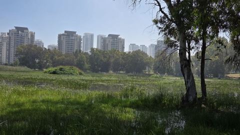 שלולית החורף.jpg